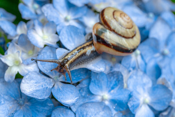 紫陽花とカタツムリ
