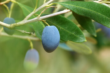 Closeup of ripe blue olive fruit on a branch of olive-tree with leaves in Peloponnese, Greece