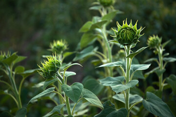Young sunflower bud in morning sunlight in a field