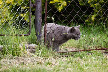 Naklejka premium beautiful gray cat looks through a hole in the cut fence and lurks for a mouse in the cut grass