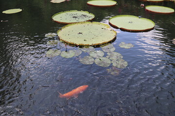N&eacute;nuphars et carpes dans un bassin, palais de Tirta Gangga &agrave; Bali, Indon&eacute;sie