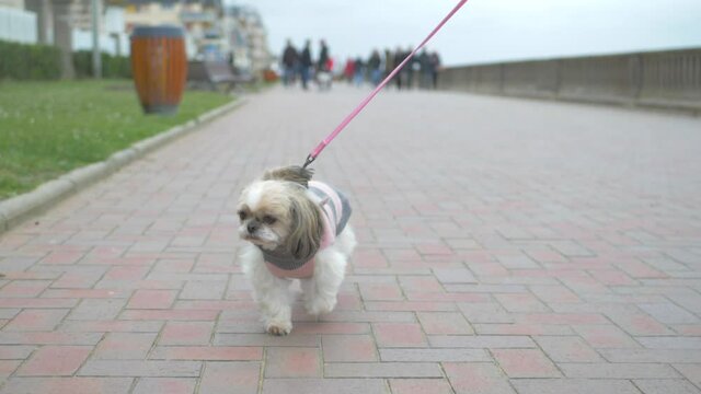 Beautiful white & brown Shih Tzu wearing a dog sweater & walking on a promenade near the beach (with a leash). It's facing the camera. Professional slow motion backwards gimbal shot.