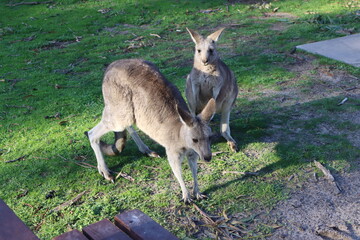 kangaroo and baby