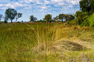 Obraz premium It's Landscape of the Okavango Delta (Okavango Grassland), One of the Seven Natural Wonders of Africa, Botswana