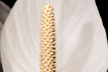 Fototapeta na wymiar Detailed closeup macro photo of a flower