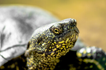 European marsh turtle in a swamp close-up. Reptiles.