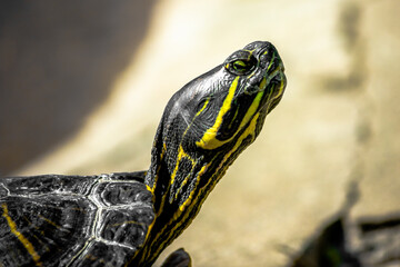 Trachemys or Yellow-bellied Turtle in a swamp close-up. Reptiles.
