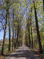 Fototapeta na wymiar Road through the forest around Vorden