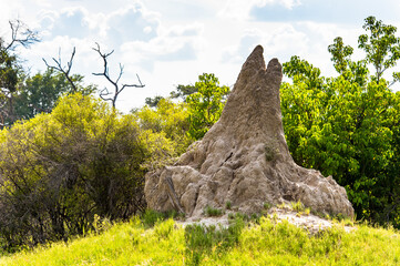 It's Landscape of the Okavango Delta (Okavango Grassland), One of the Seven Natural Wonders of...
