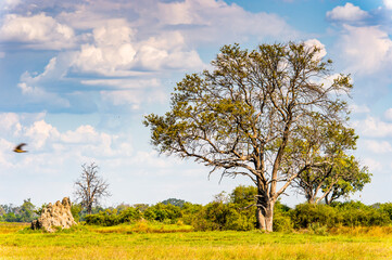 Fototapeta na wymiar It's Landscape of the Okavango Delta (Okavango Grassland), One of the Seven Natural Wonders of Africa, Botswana