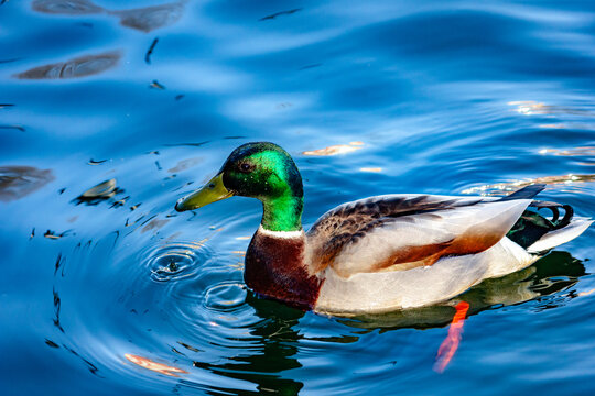 Wild duck Mallard swims on the lake.