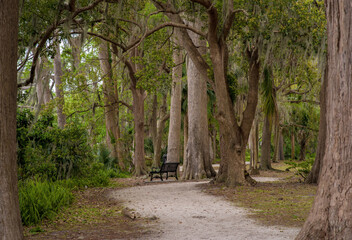 Park bench among tall old trees.