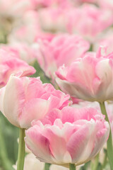 Pink peonies close-up. Floral, spring background in pink.