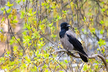 A young gray raven is sitting on a branch among the foliage.