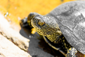 European marsh turtle in a swamp close-up. Reptiles.