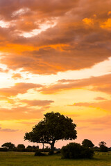 It's Beautiful sunset over the Okavango Delta (Okavango Grassland), One of the Seven Natural Wonders of Africa, Botswana