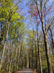 Fototapeta premium Road through the forest around Kranenburg during spring