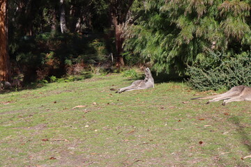 kangaroos while sunbathing 