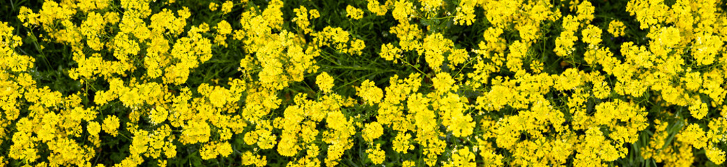 Summer countryside landscape. Alpine herbs, grass in foreground. Many yellow flowers. Sunny day in fresh air