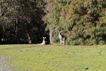 kangaroos on the grass 