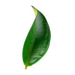 Obraz premium Mangosteen leaves isolated on a white background