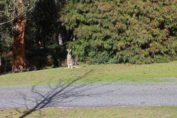 kangaroos on the grass 