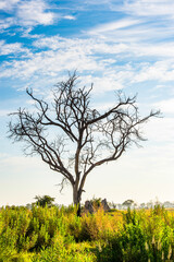 Fototapeta premium It's Tree at the Okavango Delta (Okavango Grassland), One of the Seven Natural Wonders of Africa, Botswana