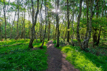Early morning springtime sunlight bursts out from behind a tree on the edge of Sherwood forest