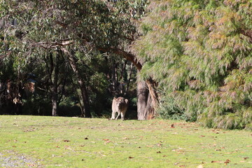 kangaroo in the wild