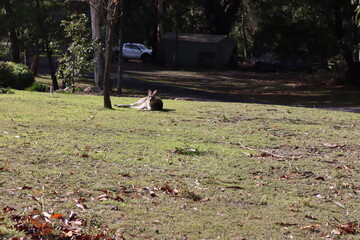kangaroos on the grass