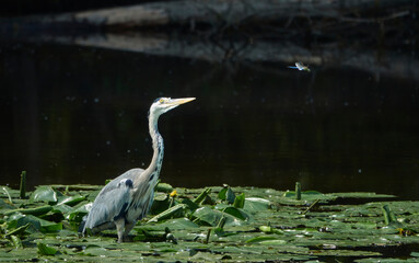 Grey heron (Ardea cinerea) stands between water lily leaves and looks after a dragonfly.