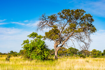 It's Tree at the Okavango Delta (Okavango Grassland), One of the Seven Natural Wonders of Africa, Botswana