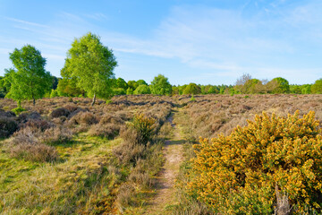 Fototapeta na wymiar Narrow, sunken footpath passes between heather and flowering gorse bushes towards Sherwood Forest