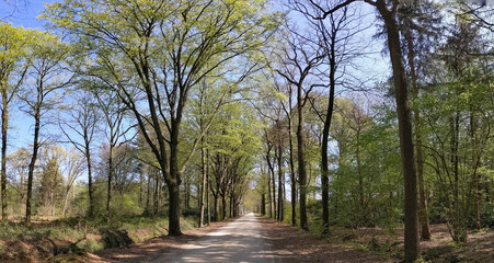 Fototapeta na wymiar Road through the forest around Medler during spring