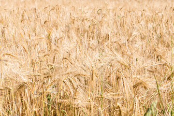 field of wheat for backgrounds