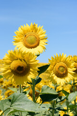 Fototapeta premium Trio of sunflowers standing out against the blue sky, in a field of crops. Vertical.