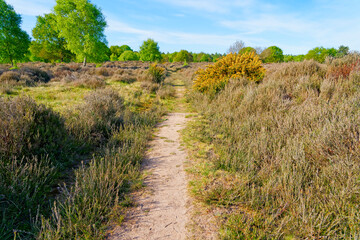 Fototapeta na wymiar Flowering gorse bushes and tall heather line a narrow footpath across Barnby Heath towards Sherwood Forest
