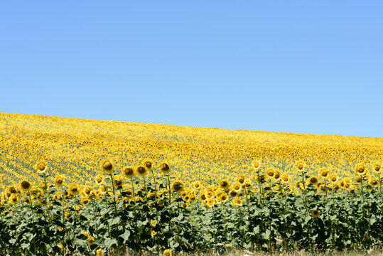 Field of sunflowers, yellow, under a blue sky.