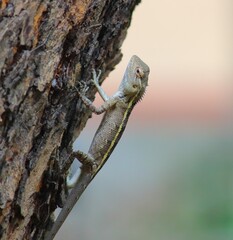 Gecko  walking on the bark of the trees 