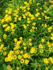 yellow wildflowers of various varieties