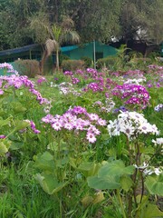 view of magenta and white color flowers
