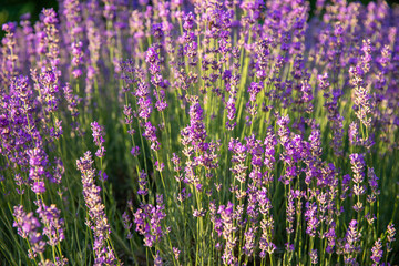 Lavender flowers with sunlight in morning