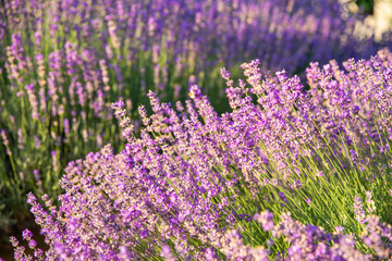 Naklejka premium Lavender flowers with sunlight in morning