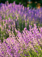 Lavender flowers with sunlight in morning