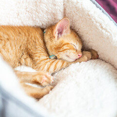 Fototapeta na wymiar Cute little ginger kitten in the collar sleeps on white soft cat bedding