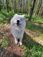 Fototapeta premium Samoyed in the forest. the dog is smiling.