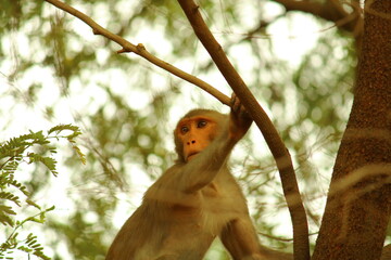 Monkey on a tree looking for something