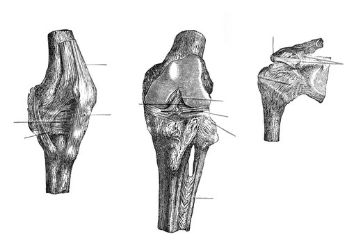 Anatomy of human knee joint / Illustration from Brockhaus Konversations-Lexikon 1908
