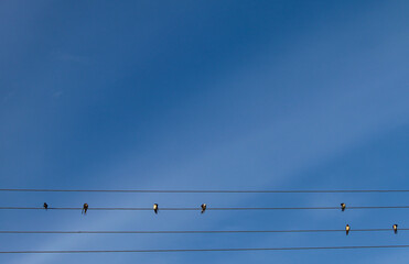 Swallows sit on wires against a bright blue sky, like musical notes
