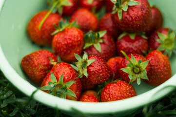 harvest of homemade strawberries